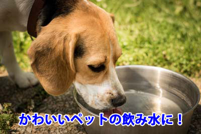 かわいいペットの飲み水に!